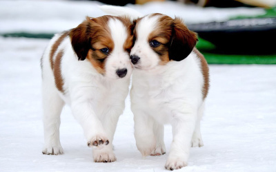 Alles Gute zum 4. Geburtstag D-Wurf