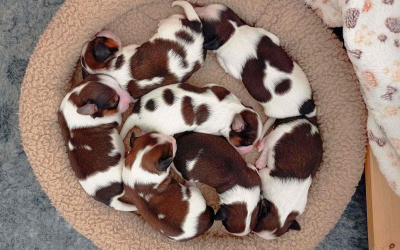 F-Wurf: Alles Gute zum 2. Geburtstag