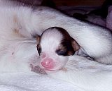 B-Wurf 1. + 2. Woche