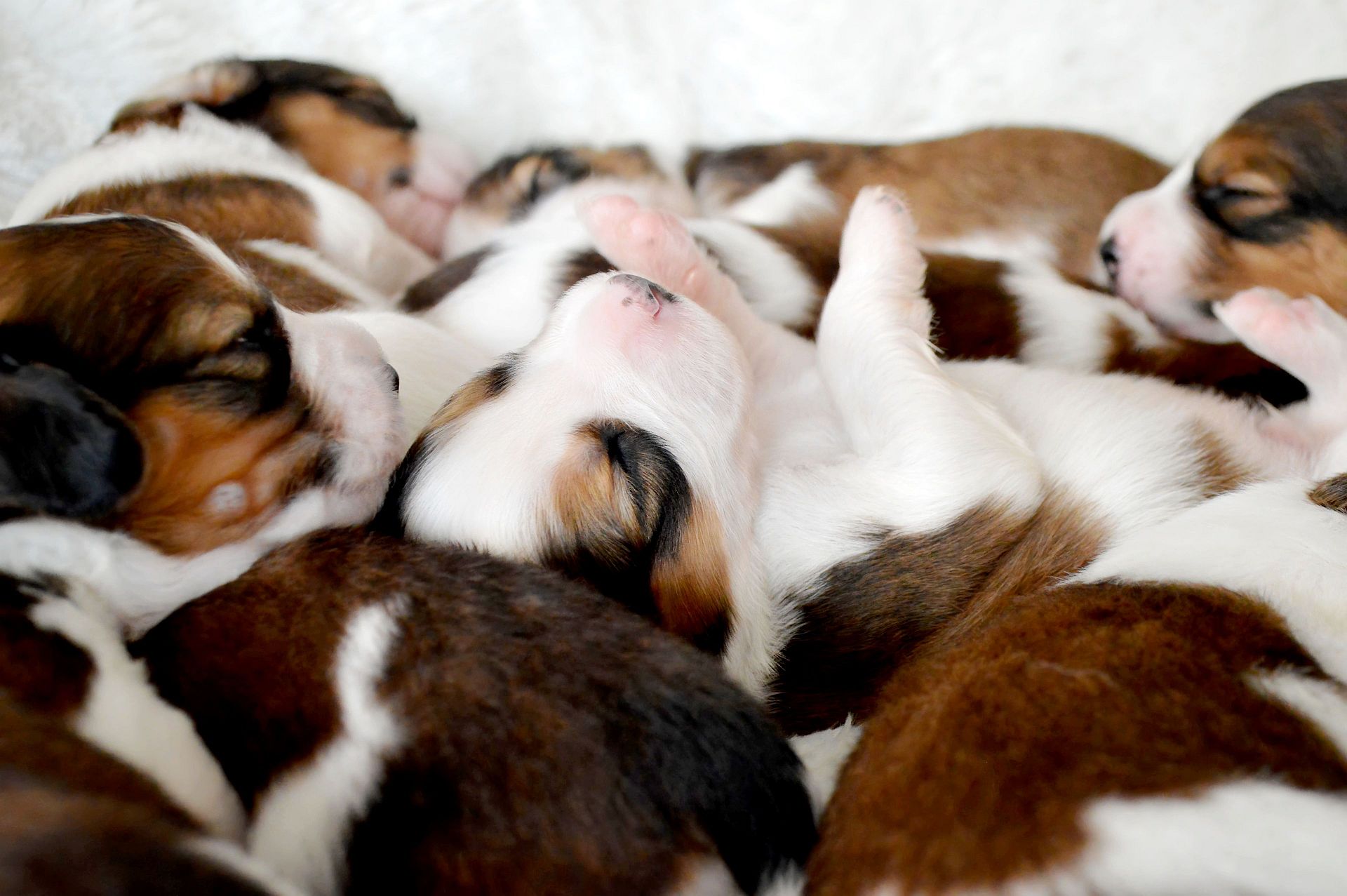 Kooikerhondjewelpen von Vöhlinschloss F-Wurf schlafen