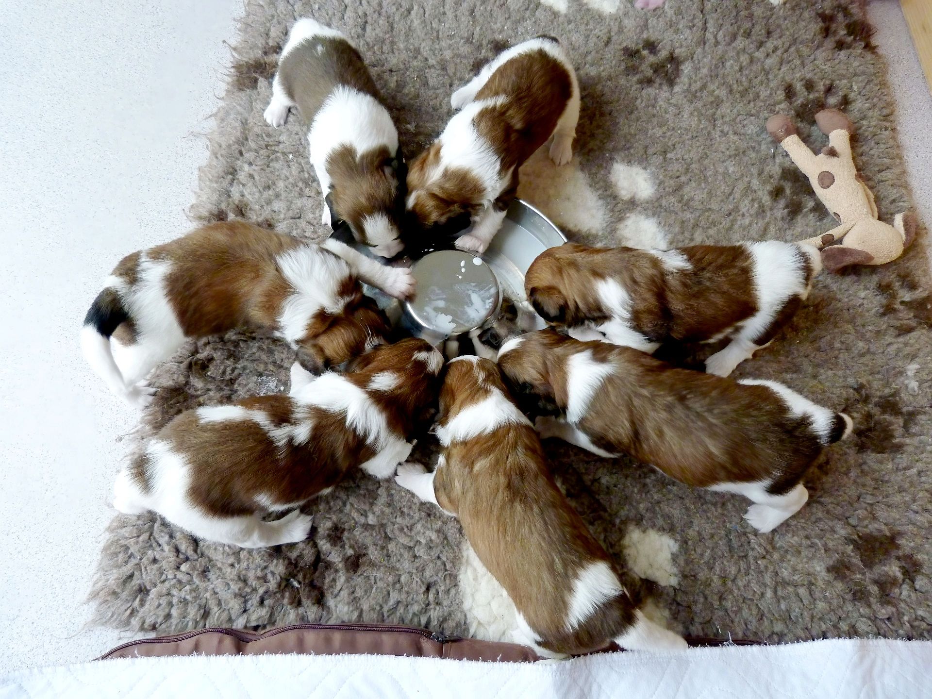 Kooikerwelpen von Vöhlinschloss F-Wurf essen