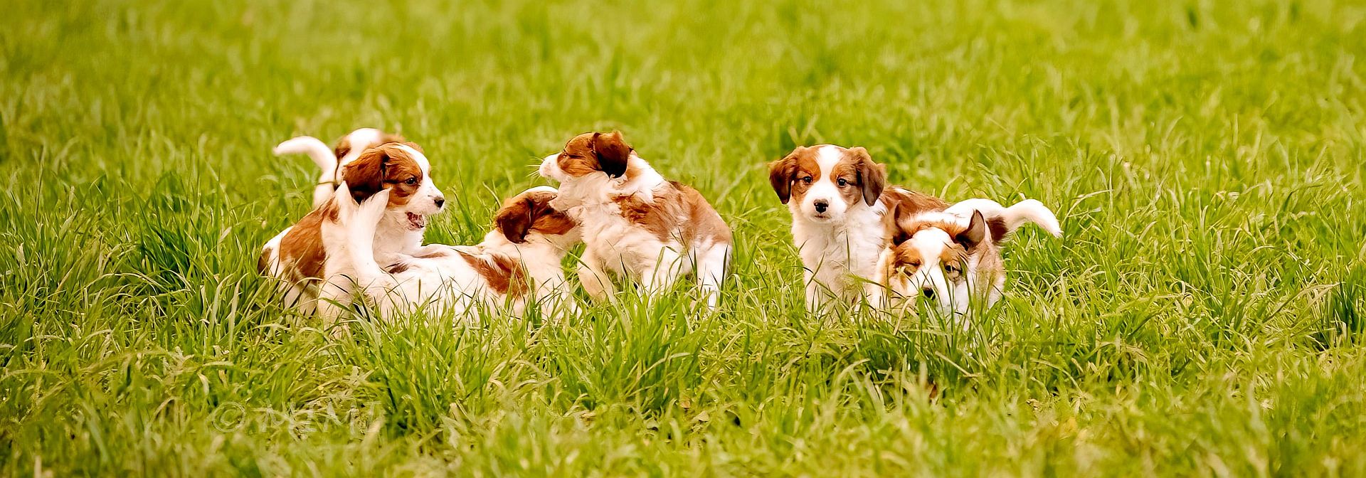 Kooikerhondje Welpen von Vöhlinschloss F-Wurf toben