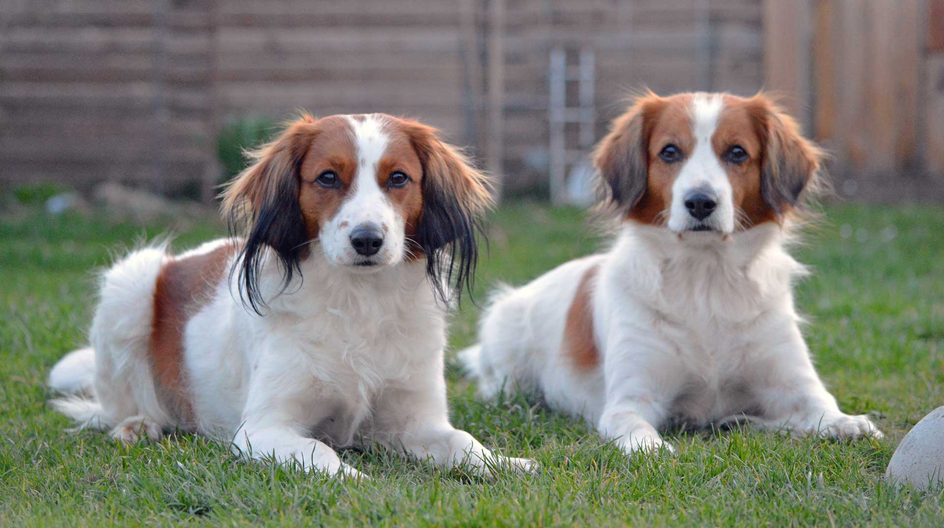 vom Vöhlinschloss Kooikerhondje Illertissen